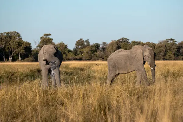 Savanadaki Afrika fili