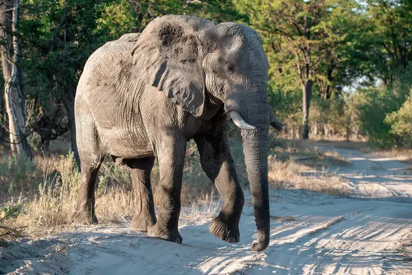 Botswana 'nın ulusal parkında yürüyen Afrika fili.