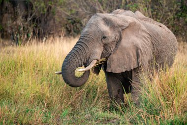 Afrika fili Kruger Ulusal Parkı, Güney Afrika