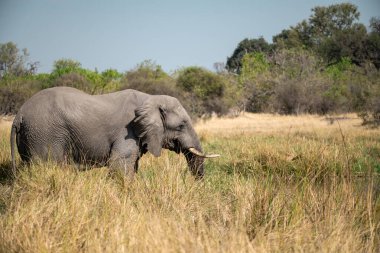 Güney Afrika 'nın ulusal parkında çimlerde büyük bir fil var.