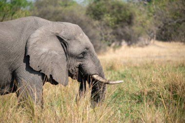 Afrika çalılıklarında fil.