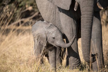 Kruger Ulusal Parkı 'ndaki fil, Güney Afrika