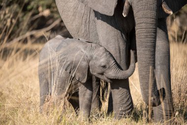 Annesiyle birlikte Afrika fili
