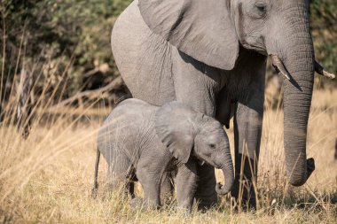 Afrika, Afrika 'daki Kruger Park' taki Afrika fili..