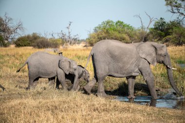 Afrika fili Kruger Park, Güney Afrika 'da.
