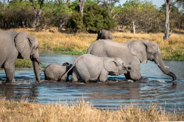 Fil ailesi Güney Afrika 'daki Kruger Ulusal Parkı' ndaki su birikintisinde su içiyor.