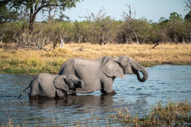 Kruger Ulusal Parkı 'nda su içen filler