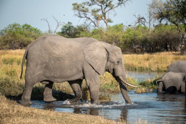 Ziyarette200 Afrika fili