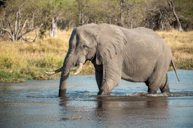 Nehre Afrika filleri