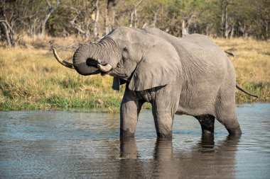 Afrika yaban hayatı hayvanı. loxodonta africana. Afrika fili.
