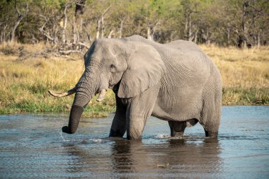 Afrika fili Kruger Ulusal Parkı, Güney Afrika