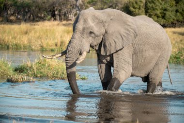 Botswana 'daki Chobe nehrindeki su birikintisindeki su birikintisinde bir Afrika fili.