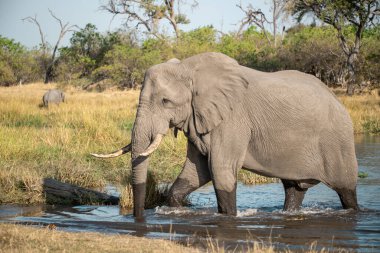 Afrika 'daki milli parktaki fil