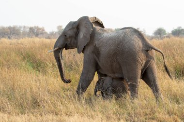 Afrika savanasındaki savanadaki filler.