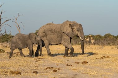 Kuru bir çalılıkta güneşli bir günde yürüyen bir Afrika filinin güzel bir fotoğrafı.