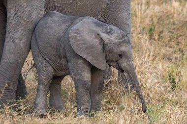 Genç fil (Loxodonta africana) Güney Afrika 'daki bir ulusal parkta