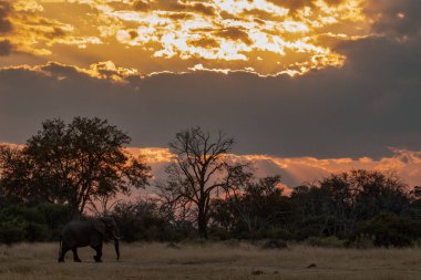 Afrika fili Güney Afrika 'daki Kruger Ulusal Parkı' nda.