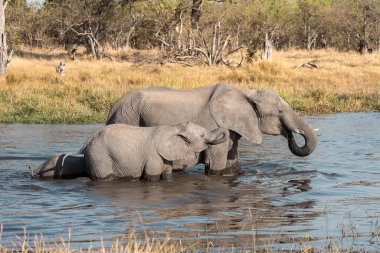 Fil ve su birikintisi, Kruger Ulusal Parkı
