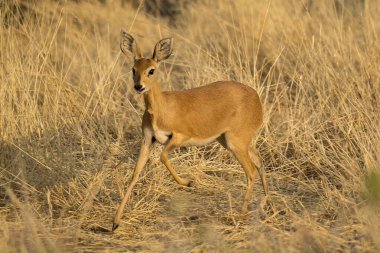 Ormandaki kırmızı geyik