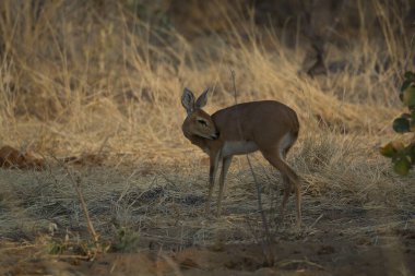 Ormanda bir geyiğin yakın çekimi.