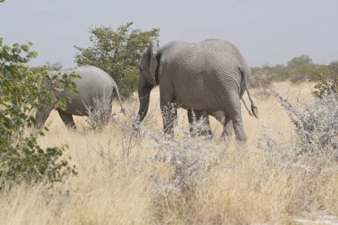 Kenya savanındaki fil