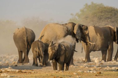 Savanadaki bir grup fil.