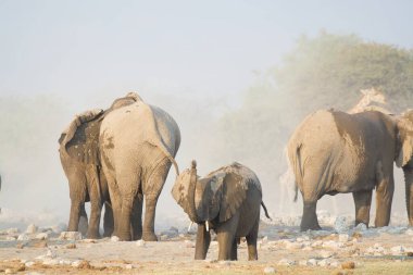 Bir grup Afrika vahşi fili.