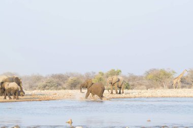 Afrika fili Etoşa Ulusal Parkı, Namibya 'daki Watersha Nehri' nde yürüyor.