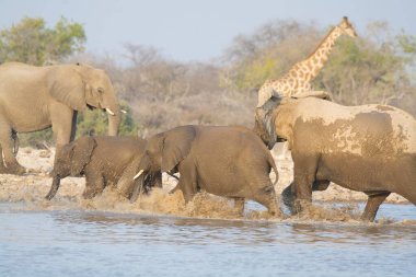 Afrika savanasındaki filler