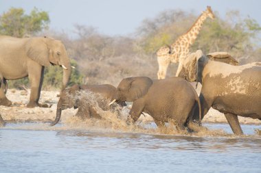 Nehrin sularındaki Afrika fili