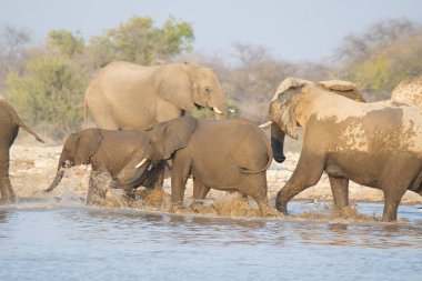 Kenya 'nın Afrika bozkırındaki filler.