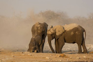 Savanadaki bir grup Afrika fili