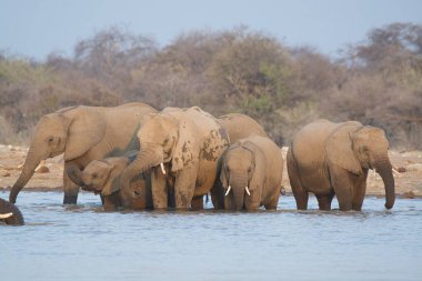 Kenya Ulusal Parkı 'ndaki nehirde filler