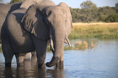 Kruger Park 'taki Afrika fili