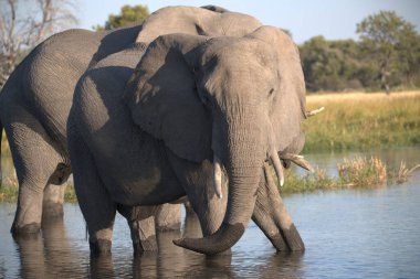 Büyük bir fil sürüsü.