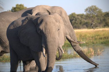 Afrika vahşi fili (Loxodonana africana) nehir suyunda