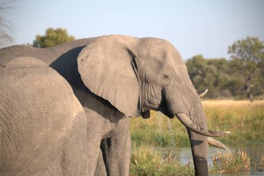 Kenya savanındaki fil