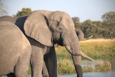 Afrika bozkırında bir fil