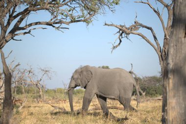 Güney Afrika 'nın savanındaki büyük Afrika fili.