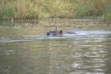 Sudaki su aygırları