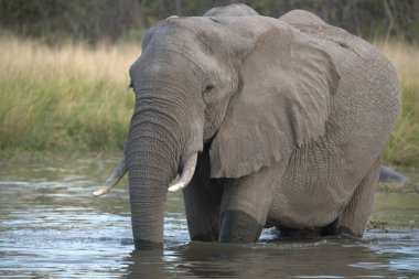 Büyük bir fil su içiyor.