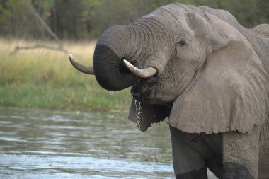 Kenya savanındaki fil