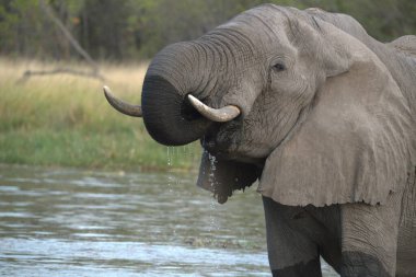 Afrika fili Güney Afrika 'daki Kruger Ulusal Parkı' nda.