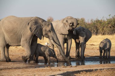Namibya, Afrika 'daki Etoşa Ulusal Parkı' nda su içen filler