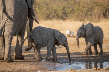 Afrika fili Kruger Park, Güney Afrika