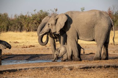 Güney Afrika 'daki Kruger South Park' ta fil içme suyu.