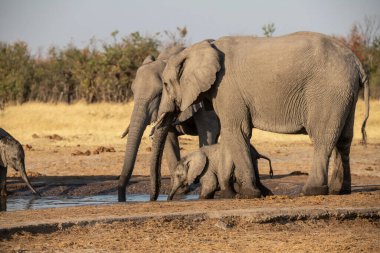 Fil su birikintisinden su içiyor.