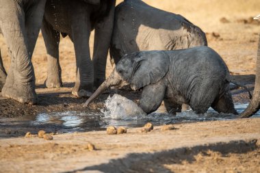 Bir çukurdaki su birikintisinden su içen bir grup Afrikalı filin yakın plan fotoğrafı.