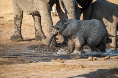 Afrika fili içme suyu