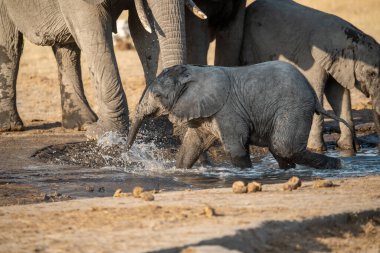 Sudaki bir filin yakın çekimi.